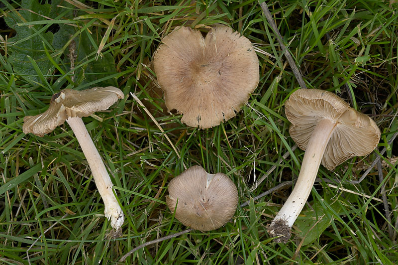 Inocybe pseudodestricta